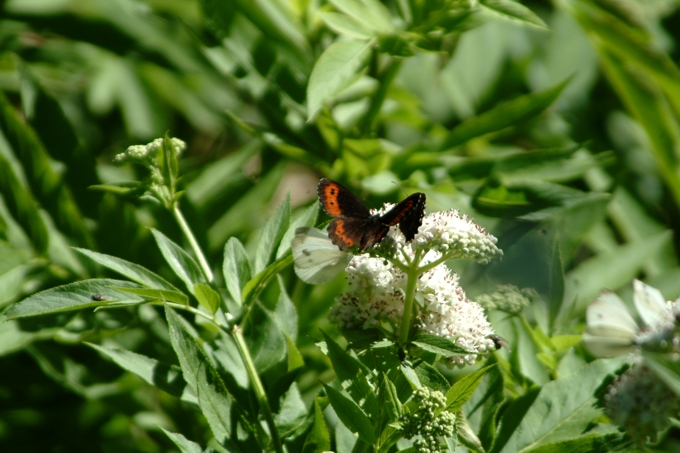 Erebia ligea